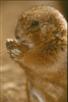 prairie dog 
